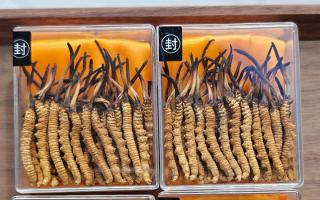 冬蟲夏草現在多少錢一克？2025 年克價揭秘，差價達 5 倍