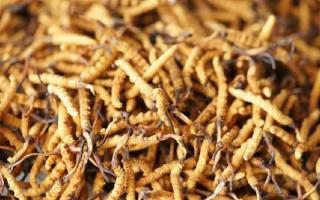 四級冬蟲夏草一克多少根？根數背后的等級與價值邏輯