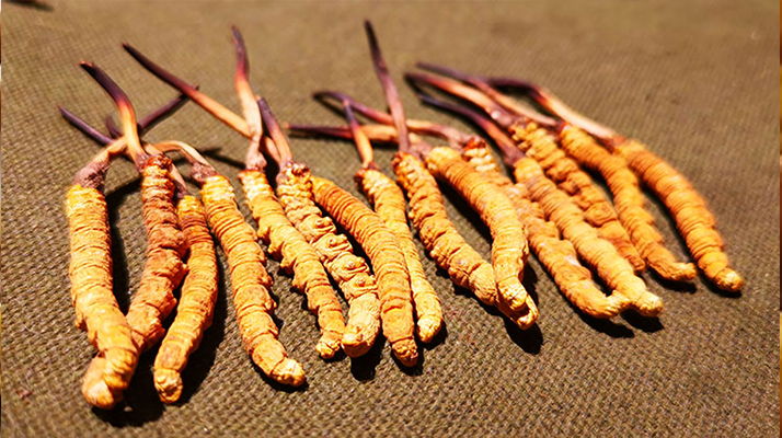 冬蟲夏草泡水：每次放多少水才合適？