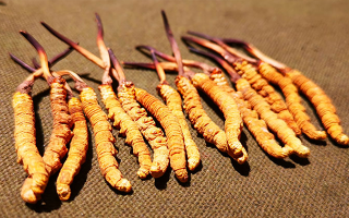 冬蟲(chóng)夏草泡水：每次放多少水才合適？