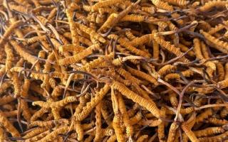 冬蟲(chóng)夏草專業(yè)存放指南：這樣存，品質(zhì)不打折