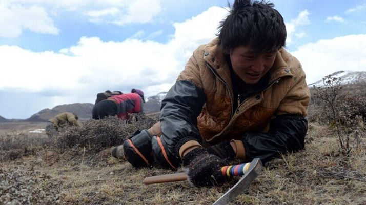 那曲<a href=http://www.sprysprout.com/sdph/wacr/ target=_blank class=infotextkey>挖草人</a>阿旺的蟲(chóng)草采摘時(shí)間表 