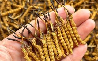 冬蟲夏草專家詳解：不同形態(tài)蟲草的保存方法與時(shí)限，避免營養(yǎng)白白流失