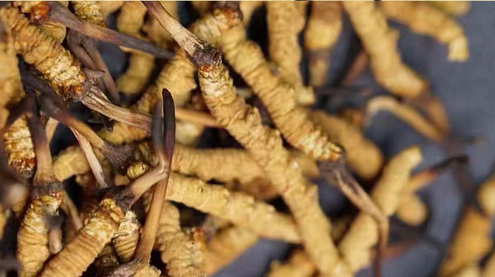 野生<a href=http://www.sprysprout.com/jiage/ target=_blank class=infotextkey>冬蟲夏草多少錢</a>一斤 