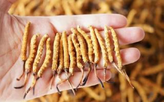 為啥說(shuō)頭期冬蟲(chóng)夏草品質(zhì)最好？掰開(kāi)揉碎給你講