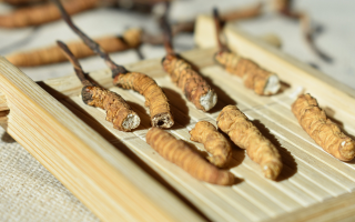 斷的冬蟲夏草一克啥價？2025 年實用行情嘮明白