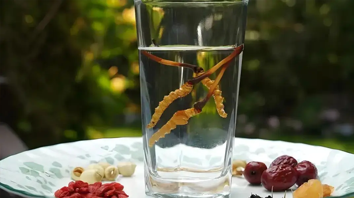 人參配蟲草泡酒，泡多久才好喝 