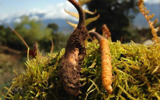 野生冬蟲夏草長什么樣？我跟你嘮嘮