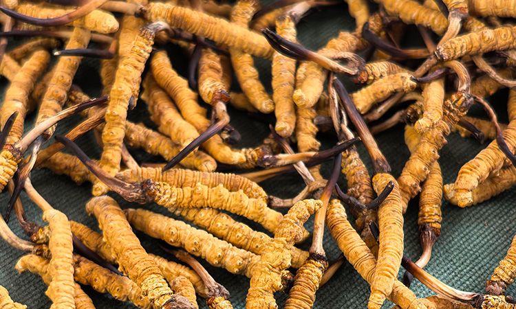 燉了二十年蟲草湯，這口感我太熟了，跟你細(xì)細(xì)說