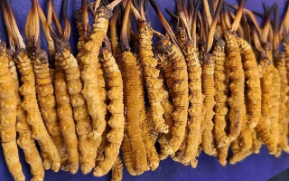 挖了三十年蟲草，這些采摘的苦，沒(méi)經(jīng)歷過(guò)的人真不懂