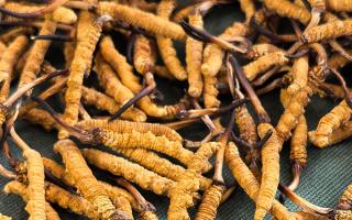 燉了二十年蟲草湯，這口感我太熟了，跟你細(xì)細(xì)說