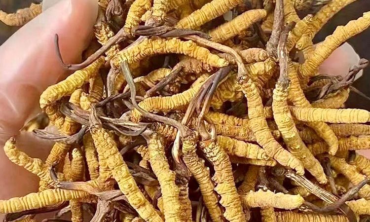 野生冬蟲夏草:在高原草甸里生長(zhǎng)的秘密