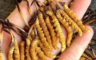 冬蟲夏草含水量：多少才合適？