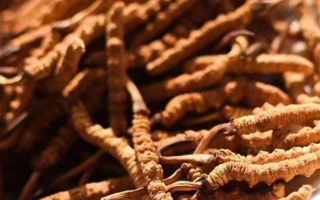 冬蟲夏草采后保存指南：鎖住營養(yǎng)，延長鮮度?