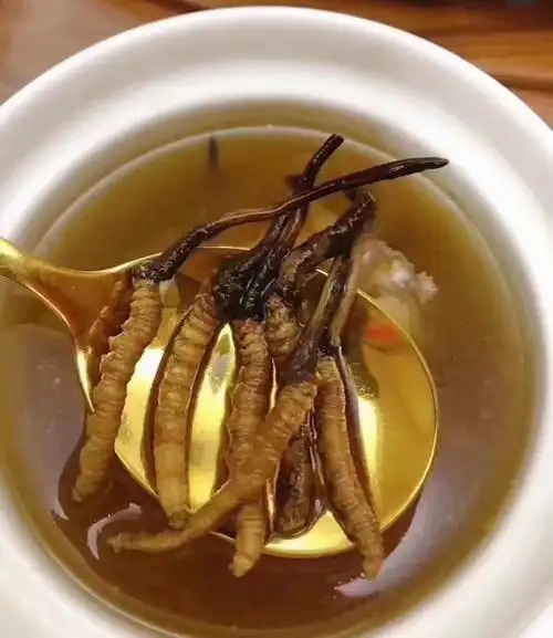 冰糖燉冬蟲(chóng)夏草的做法，有什么功效?