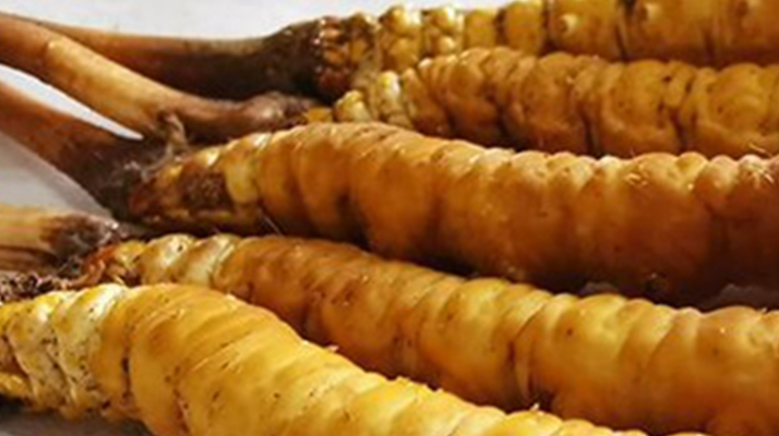 鮮冬蟲(chóng)夏草可以用水洗嗎？