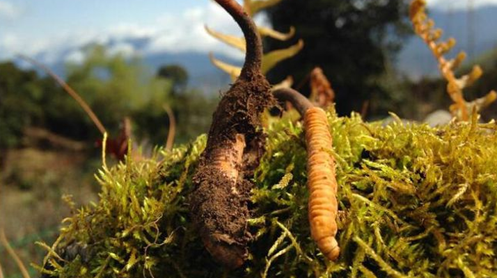 2026 年那曲冬蟲夏草分規(guī)格價格走勢與備貨時機定制建議