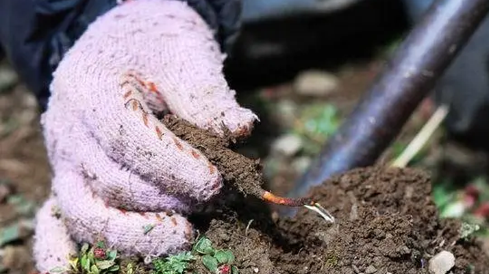 西藏那曲冬蟲夏草采挖作業(yè)標(biāo)準(zhǔn)化流程（SOP）
