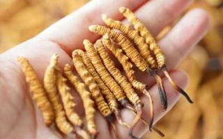 東強(qiáng)堂科普：3克冬蟲(chóng)夏草是幾根？那曲源頭品牌教你精準(zhǔn)換算