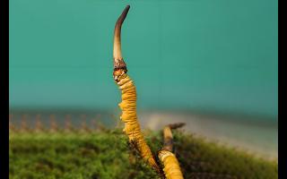  雪山冬蟲夏草的生長(zhǎng)周期是多久？