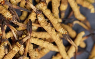 告別定價(jià)混亂！東強(qiáng)堂那曲冬蟲夏草統(tǒng)一價(jià)格表，讓滋補(bǔ)消費(fèi)明明白白