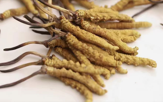 冬蟲夏草多少錢一斤？東強(qiáng)堂揭秘那曲源頭斤價(jià)體系，告別消費(fèi)迷霧